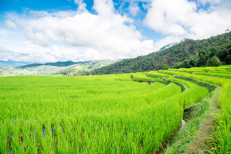 Blue sky and green Terraced Rice Field in PA bong piang Chiangmai, Thailandの写真素材
