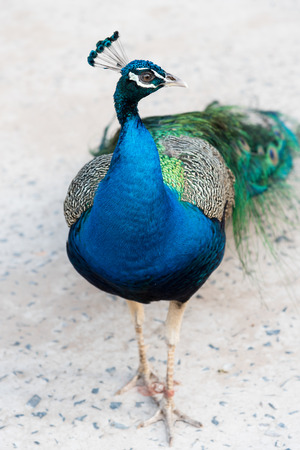 A colorful peacock.の写真素材
