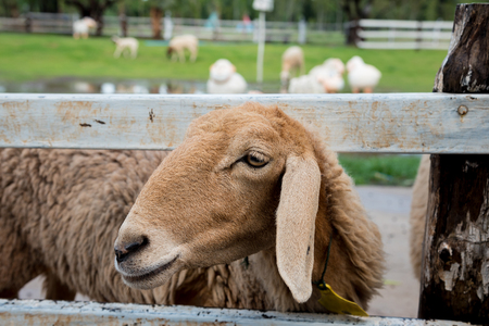 sheepの写真素材