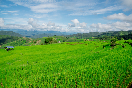 Blue sky and green Terraced Rice Field in PA bong piang Chiangmai, Thailandの写真素材