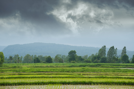 morning at rice field in rainy season.の写真素材
