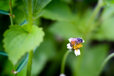 Honey Bee harvest on Coat buttons flower or Mexican daisy under morning sunlight , Close Up Macroの写真素材