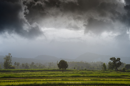 morning at rice field in rainy season.の写真素材