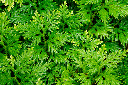 green leaf background
