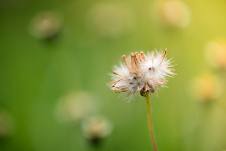 Dried Coat buttons, Mexican daisy or Tridax daisy grass flower in morning sunlightの写真素材