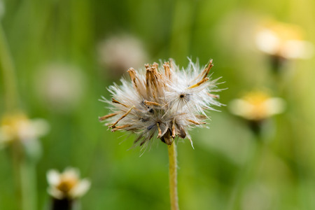 Dried Coat buttons, Mexican daisy or Tridax daisy grass flower in morning sunlightの写真素材