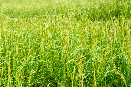 The green rice field or paddy field in Thailand.の写真素材