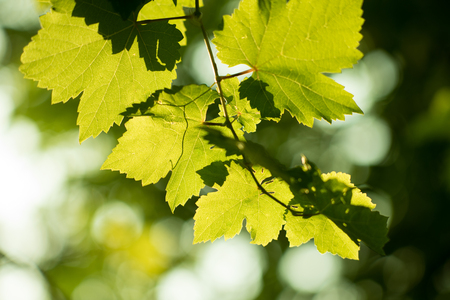 Fresh Green grapes vine on bokeh backgroundの写真素材
