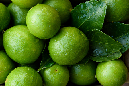 Very fresh organic lime with dew dropの写真素材