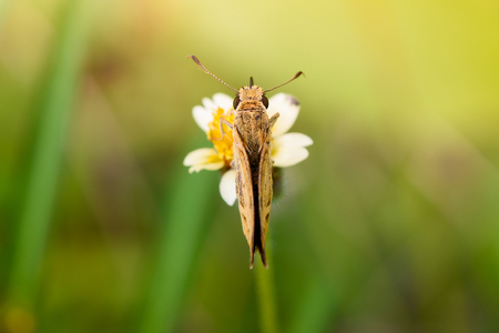 Butterfly on Coat buttons flower or Mexican daisy under morning sunlight, Close Up Macroの写真素材