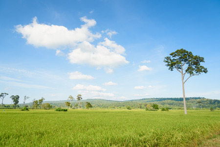 A big tree in the rice field under blue sky cloud.の写真素材