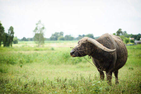 Buffalo grazing on green grass field.の写真素材