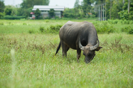 Buffalo grazing on green grass field.の写真素材