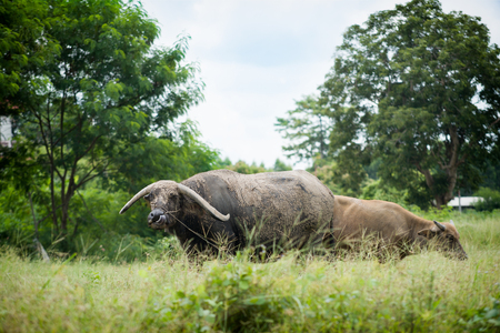 Buffalo grazing on green grass field.の写真素材