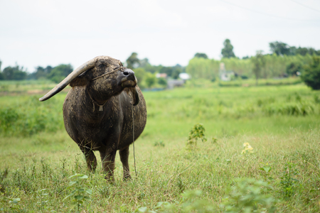 Buffalo grazing on green grass field.の写真素材