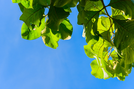 Green teak leaves and blue sky background and texture.の写真素材