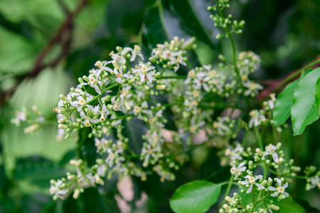 Close up of Neem flowers or Azadirachta indica flowers. A branch of inflorescence Neem flowers or Azadirachta indica flowers.の写真素材