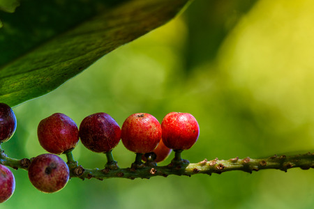 Fresh antidesma thwaitesianum fruit. Fresh red berry with green leaves in nature.の写真素材