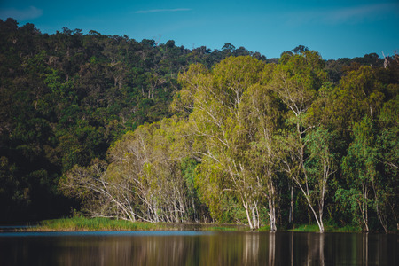Forest and lake  with bluesky landscape. Toned photo.の写真素材
