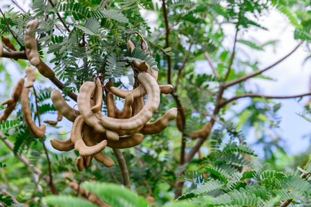 Fresh Tamarind on Tamarind tree.の写真素材