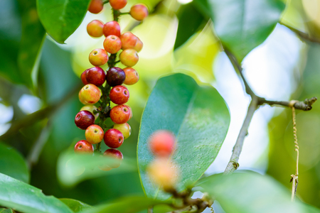 Fresh antidesma thwaitesianum fruit. Fresh red berry with green leaves in nature.の写真素材