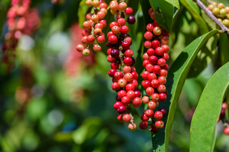 Fresh antidesma thwaitesianum fruit. Fresh red berry with green leaves in nature.の写真素材