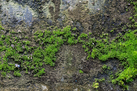 Photo of a bright green moss on an old stone wall. Texture or background of grunge wall with green moss.の写真素材