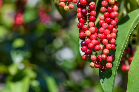 Fresh antidesma thwaitesianum fruit. Fresh red berry with green leaves in nature.の写真素材