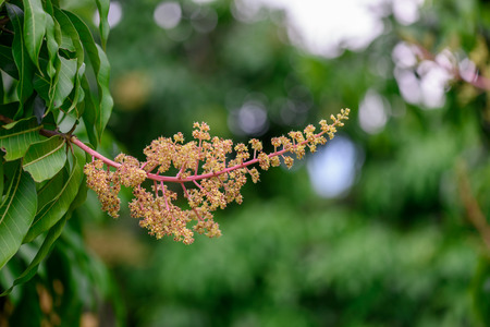 Close up of Mango flowers in a farm, A branch of inflorescence mango flowers.の写真素材