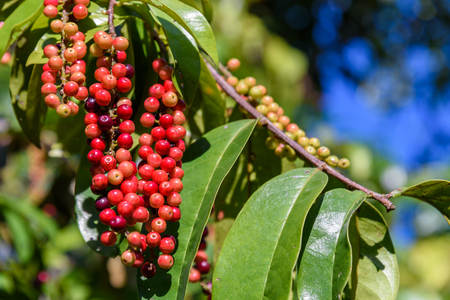 Fresh antidesma thwaitesianum fruit. Fresh red berry with green leaves in nature.の写真素材