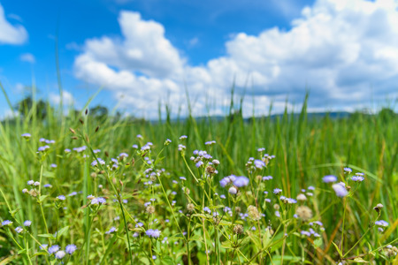 Defocus of flowers in the field.の写真素材