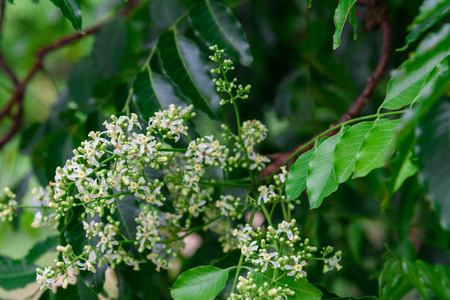 Close up of Neem flowers or Azadirachta indica flowers. A branch of inflorescence Neem flowers or Azadirachta indica flowers.の写真素材