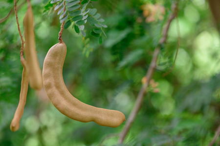 Fresh Tamarind on Tamarind tree.の写真素材