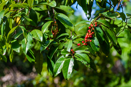 Fresh antidesma thwaitesianum fruit. Fresh red berry with green leaves in nature.の写真素材