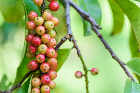Fresh antidesma thwaitesianum fruit. Fresh red berry with green leaves in nature.の写真素材