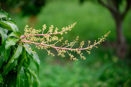 Close up of Mango flowers in a farm, A branch of inflorescence mango flowers.の写真素材