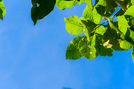 Green teak leaves and blue sky background and texture.の写真素材