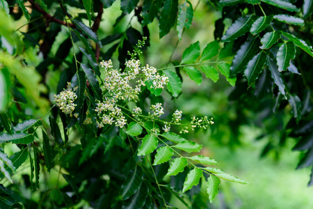 Close up of Neem flowers or Azadirachta indica flowers. A branch of inflorescence Neem flowers or Azadirachta indica flowers.の写真素材