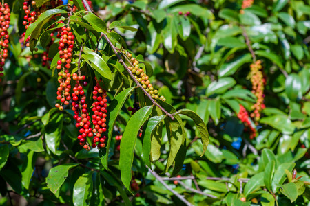 Fresh antidesma thwaitesianum fruit. Fresh red berry with green leaves in nature.の写真素材