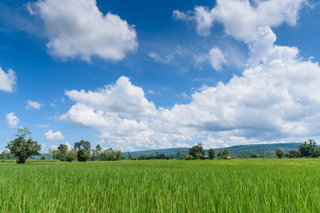 Landscape photo of green rice field with blue sky.の写真素材