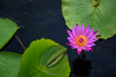 Beautiful lotus flower in clear water swamp.の写真素材