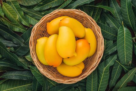 Mango tropical fruit put on wooden basket, Top view on mango green leaf background