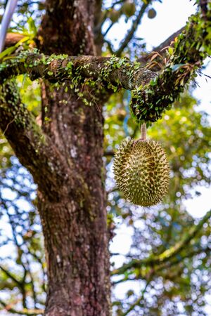 durians on the durian tree in organic durian orchard.の写真素材
