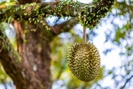 durians on the durian tree in organic durian orchard.の写真素材
