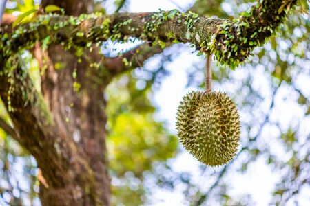 durians on the durian tree in organic durian orchard.の写真素材