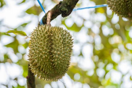 durians on the durian tree in organic durian orchard.