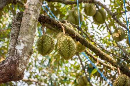 durians on the durian tree in organic durian orchard.の写真素材