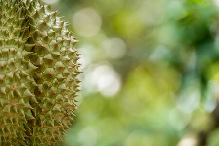 durians on the durian tree in organic durian orchard.の写真素材