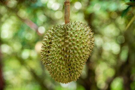 durians on the durian tree in organic durian orchard.の写真素材