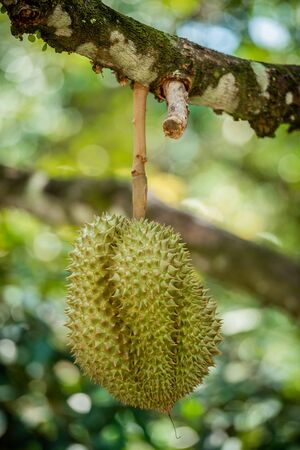 durians on the durian tree in organic durian orchard.の写真素材